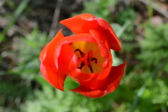 Tulipa gesneriana