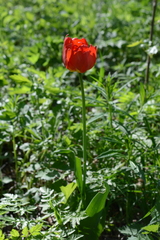 Tulipa gesneriana