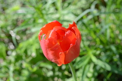 Tulipa gesneriana