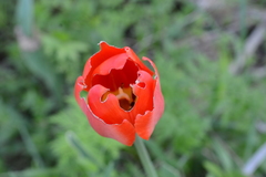 Tulipa gesneriana