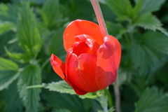 Tulipa gesneriana