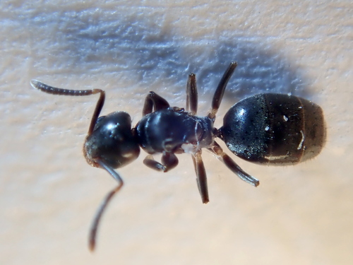 White-footed House Ant photo 4
