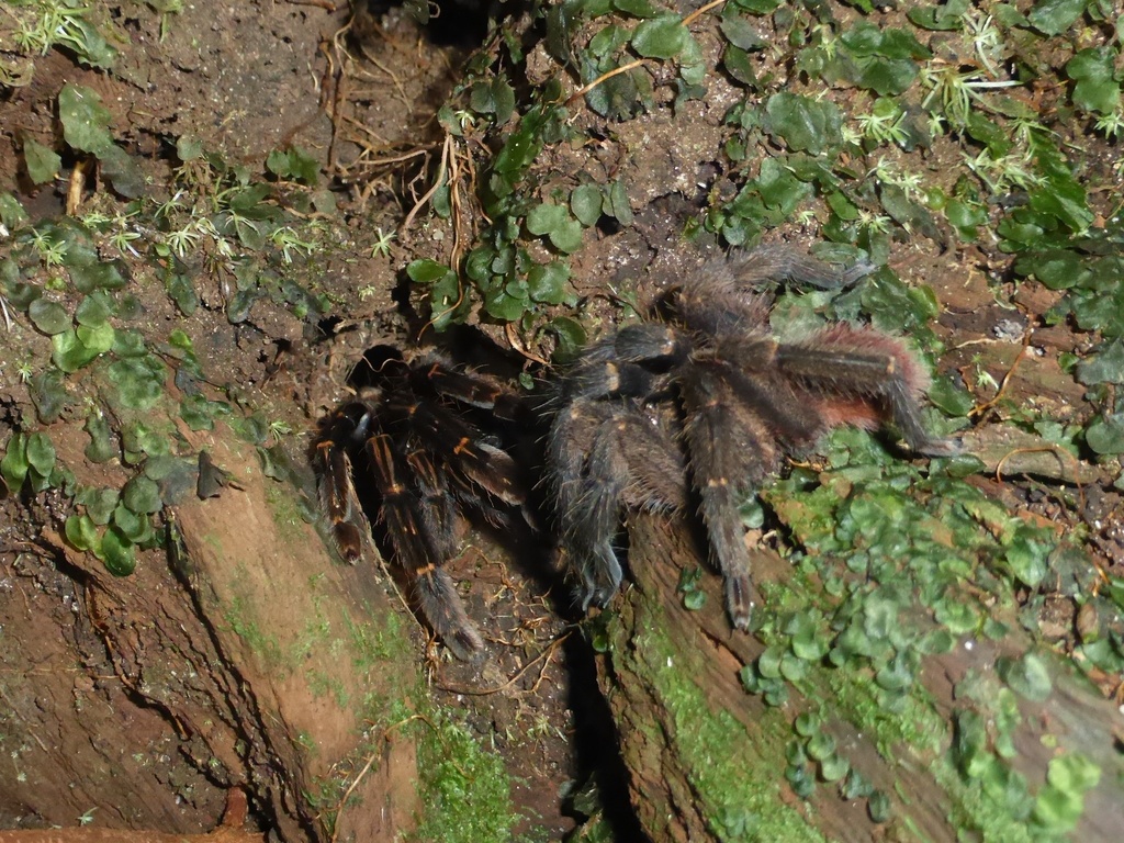 Red Skeleton Tarantula