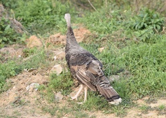 Meleagris gallopavo domesticus