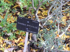 Rhamnus myrtifolia