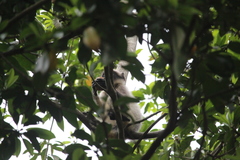 Semnopithecus hypoleucos
