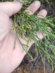 Callitris drummondii