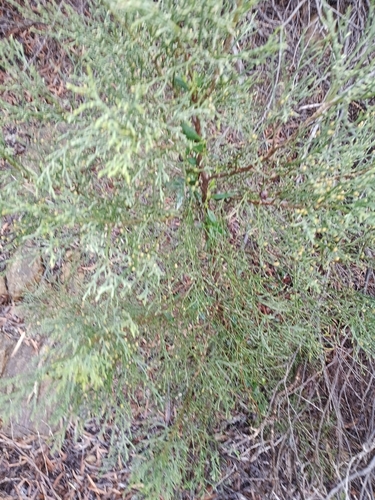 Callitris drummondii, photograph 2