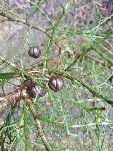 Callitris drummondii, photograph 3