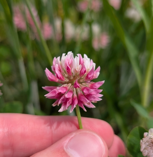 Alsike clover