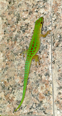 Phelsuma sundbergi