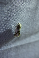 Acontiinae