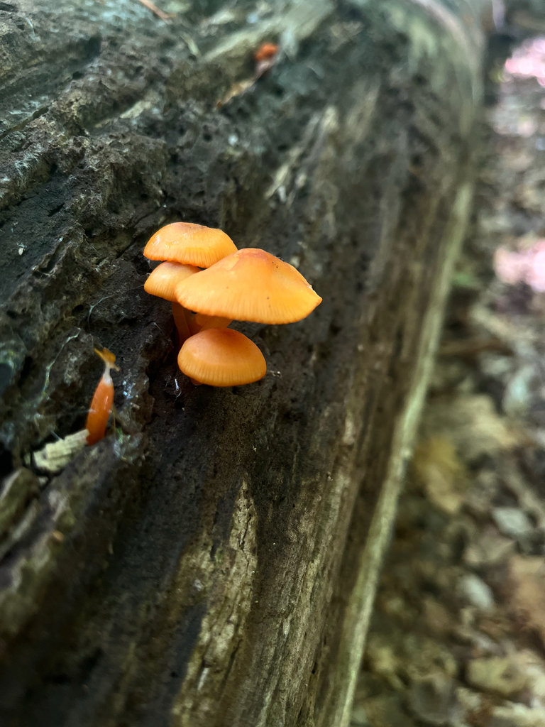 orange mycena · June 2026 · photo: Photo: (c) Frédérique, some rights reserved (CC BY) · iNaturalist