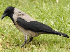 Corvus cornix