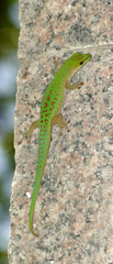 Phelsuma sundbergi