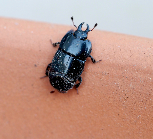 Hololepta