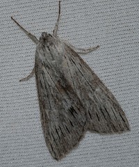 Chlenias stenosticha