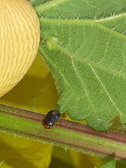 Geocoris erythrocephalus