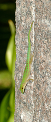 Phelsuma sundbergi