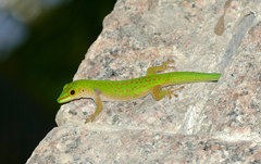 Phelsuma sundbergi