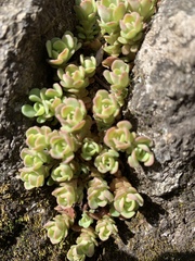 Sedum glaucophyllum