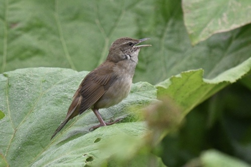 Sakhalin Grasshopper Warbler (Helopsaltes amnicola), photo 6
