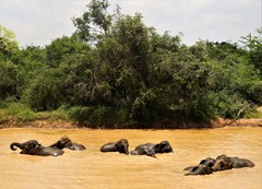 Elephas maximus maximus