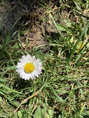 Bellis perennis