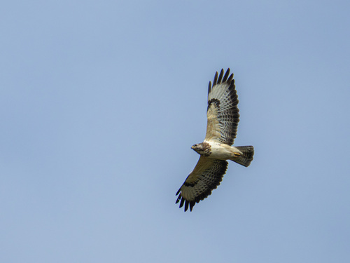 Common Buzzard
