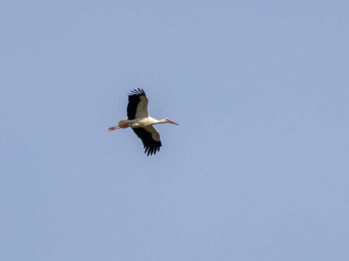 White Stork