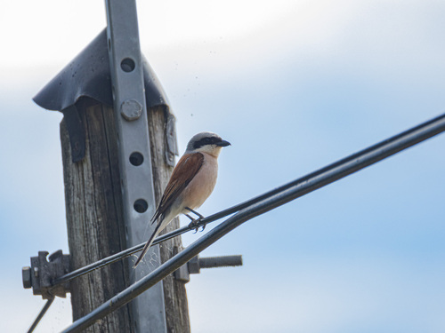 Red-backed Shrike