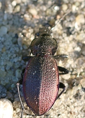 Carabus excellens