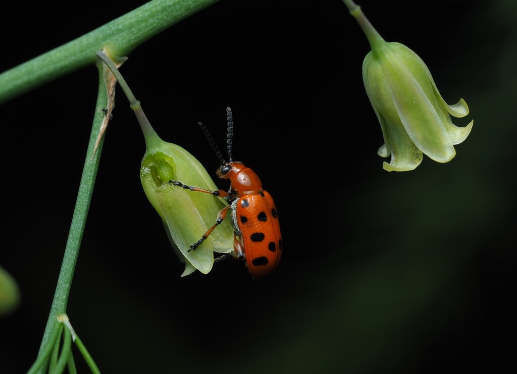 Spotted Asparagus Beetle