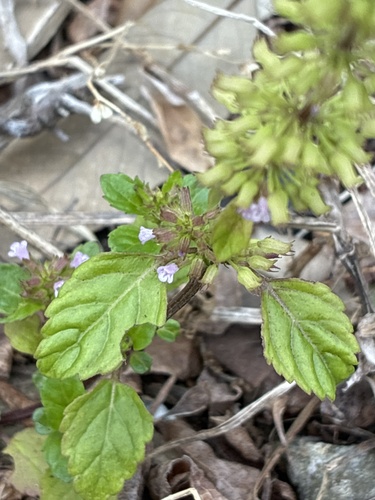 Slender Wild Basil