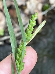 Carex glaucodea, photograph author not stated, no rights reserved