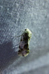 Acontiinae