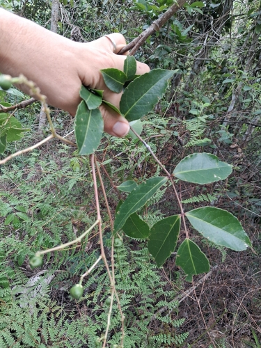 Turpinia occidentalis, photograph 6