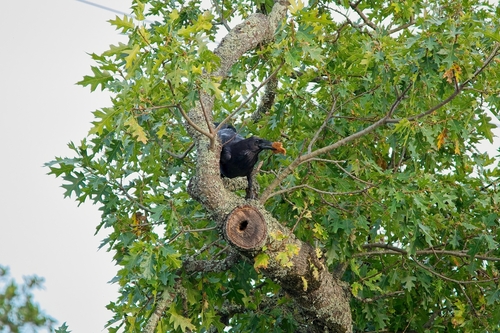 Common Raven