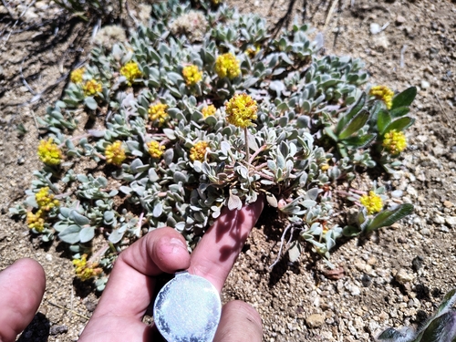 Jaynes Canyon buckwheat