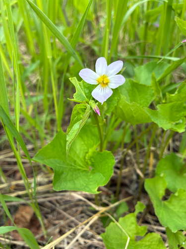 Canada Violet