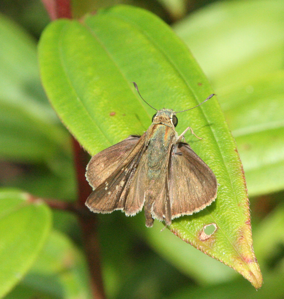 Large Branded Swift