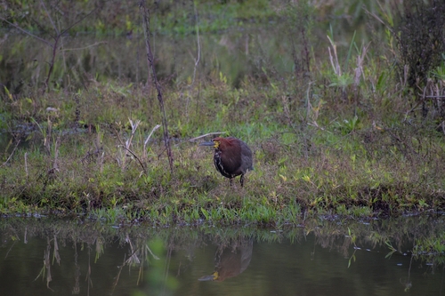 Rufescent Tiger-Heron