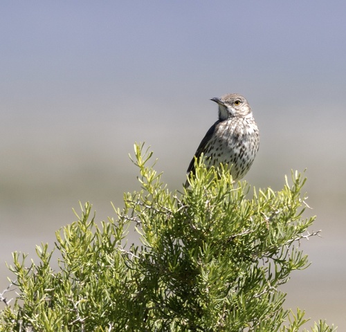 Sage Thrasher