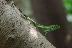 Diploderma polygonatum polygonatum