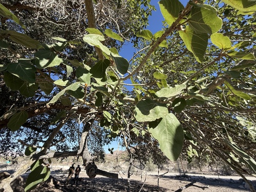 Broom Sycamore Fig