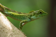Diploderma polygonatum polygonatum