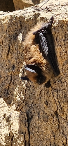 California Myotis