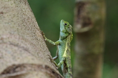 Diploderma polygonatum polygonatum