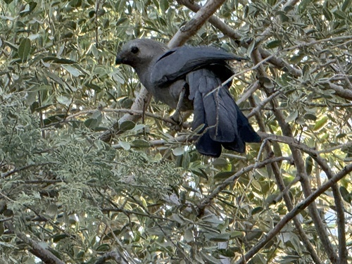 Grey Go-away-bird