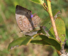 Arhopala centaurus nakula